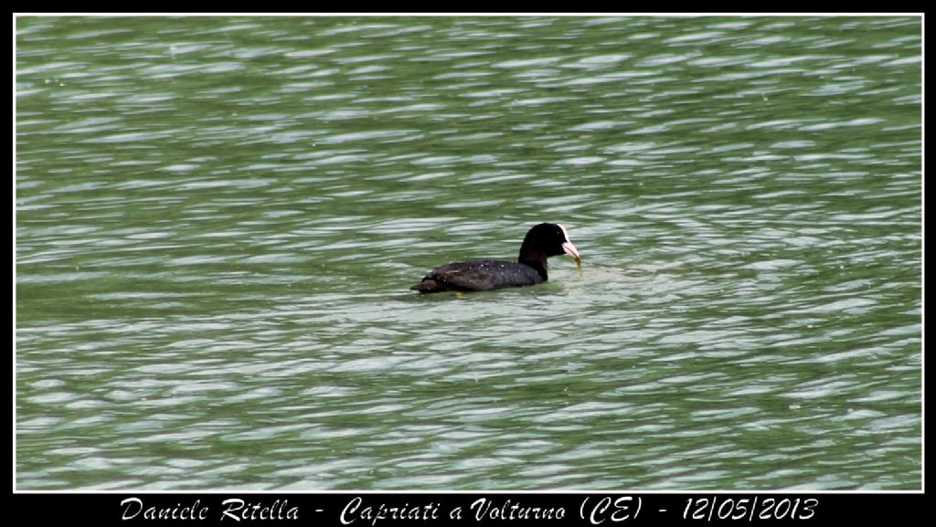 Fulica atra - Capriati a Volturno (CE)